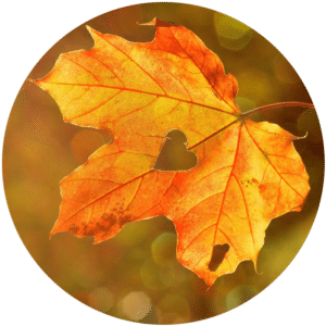 Mieux vivre l'automne avec l'ayurveda
